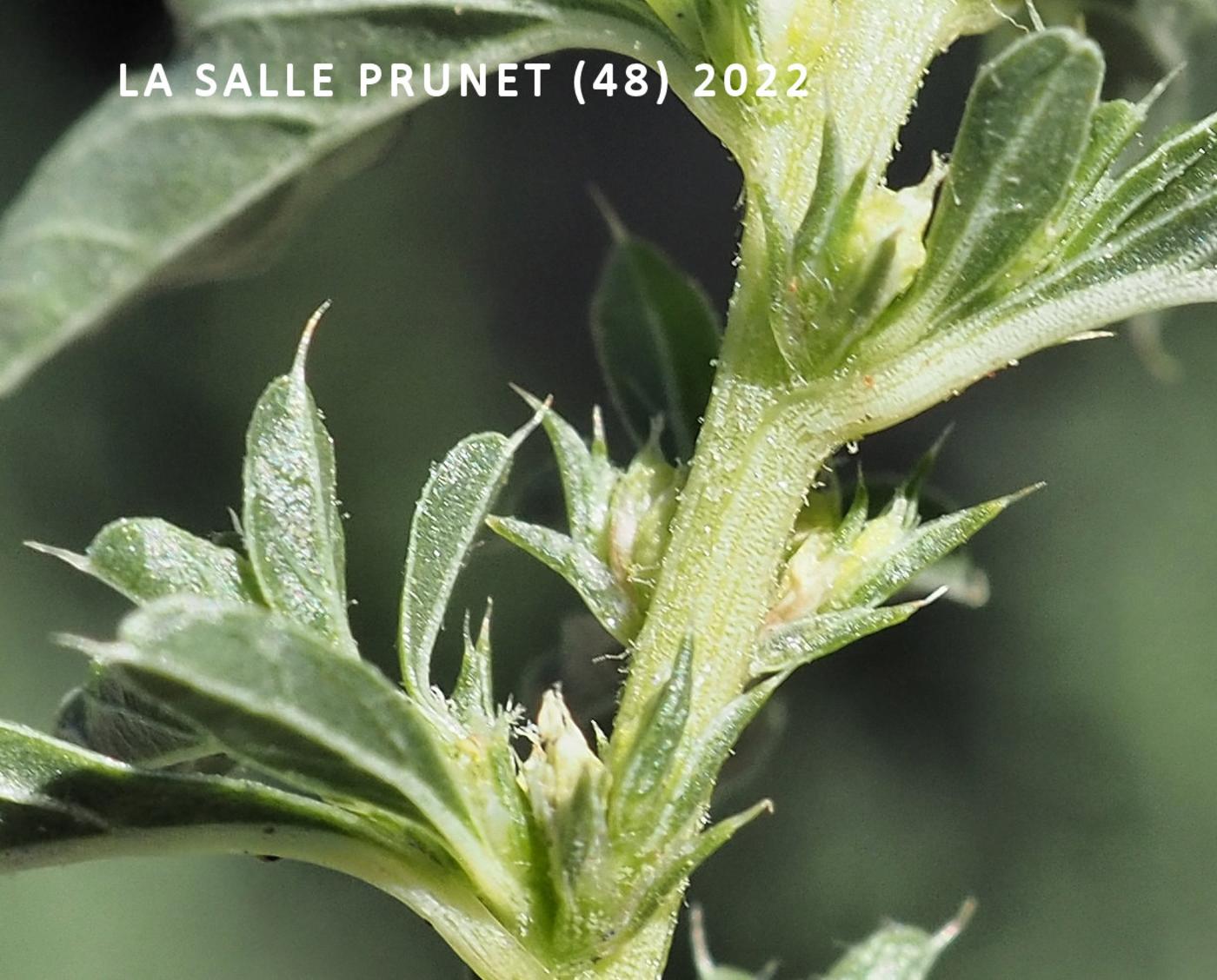 Pigweed, White; Tumbleweed flower